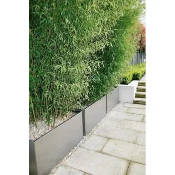 цветочный Buxus rectangular ADPB23.2