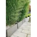 цветочный Buxus rectangular ADPB25.5