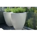 Planters Canna ADPC5