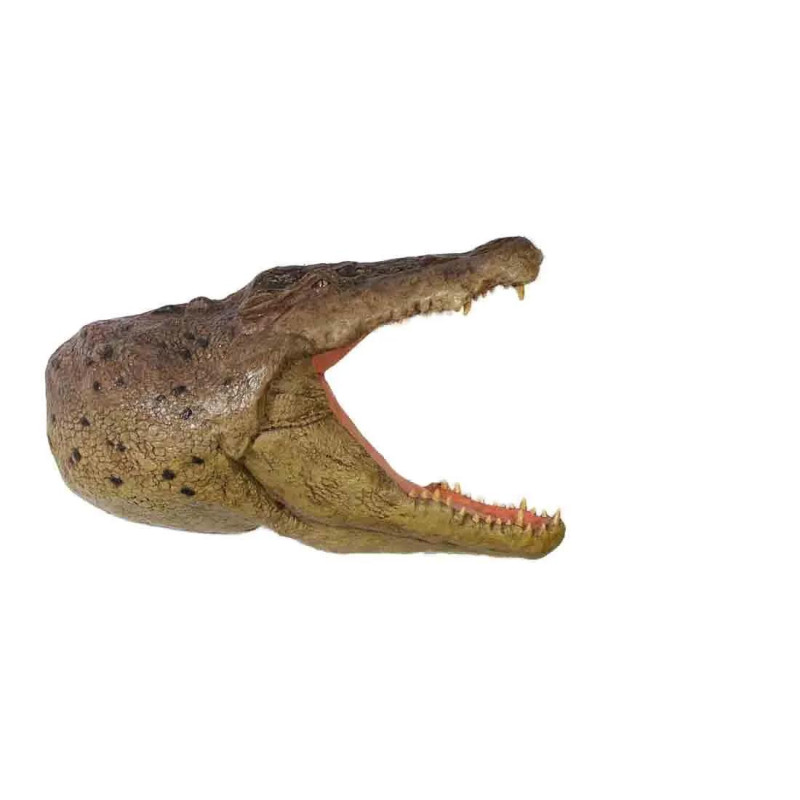 Crocodile head