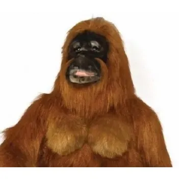 Orang-Utan Adam
