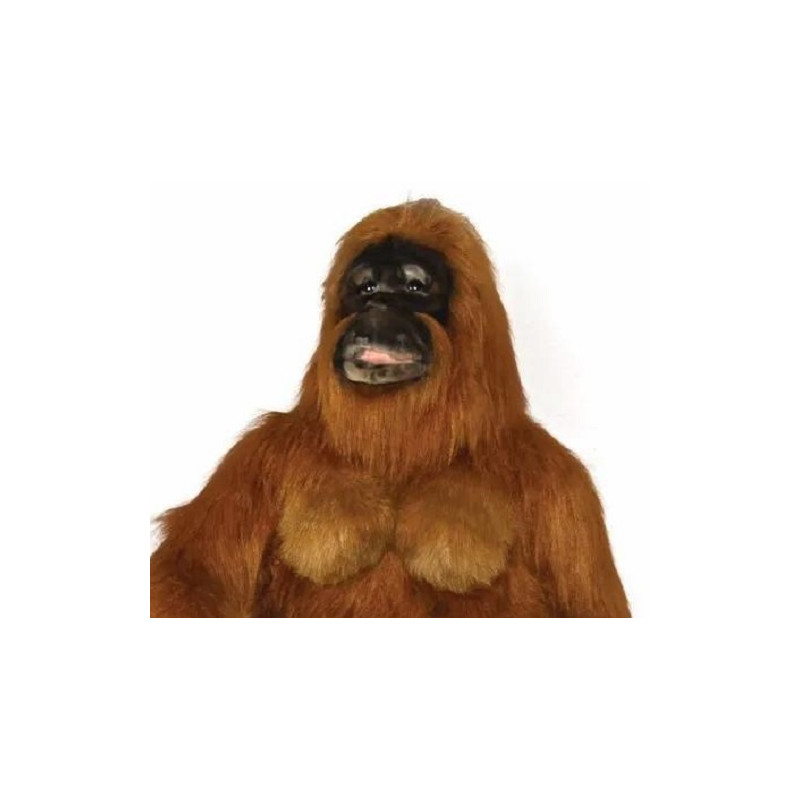 Orang-Utan Adam