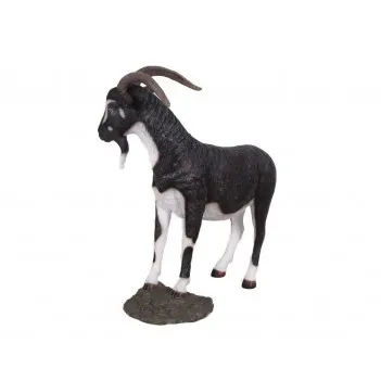 Biało-czarny koziołek