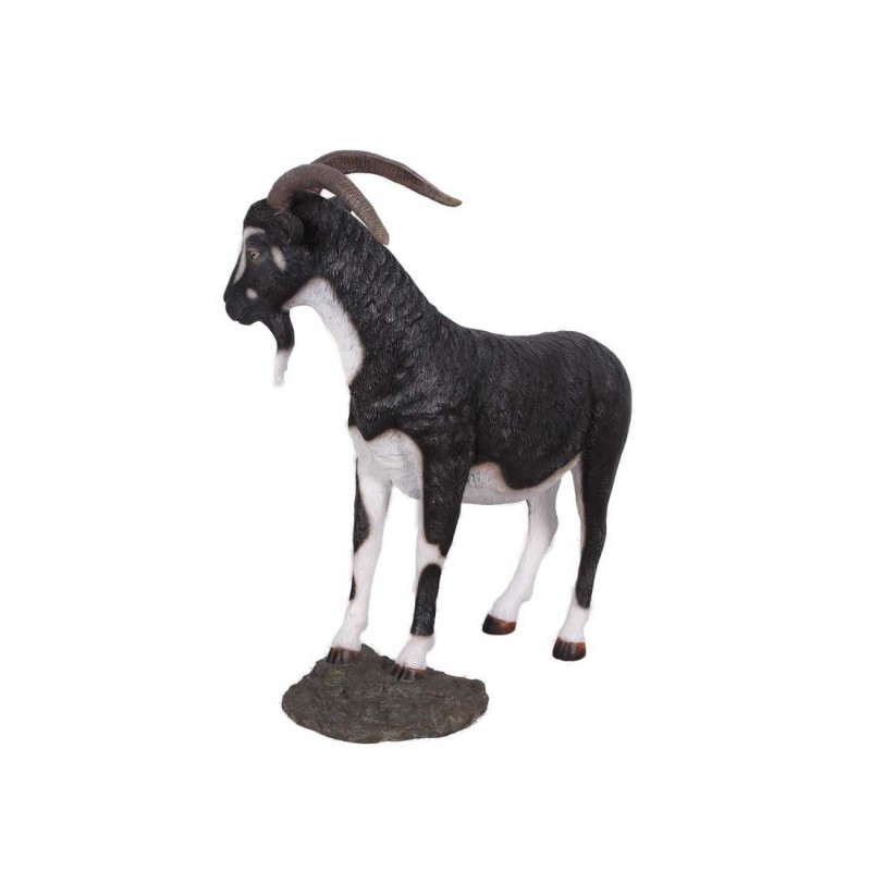 Chèvre noire et blanche