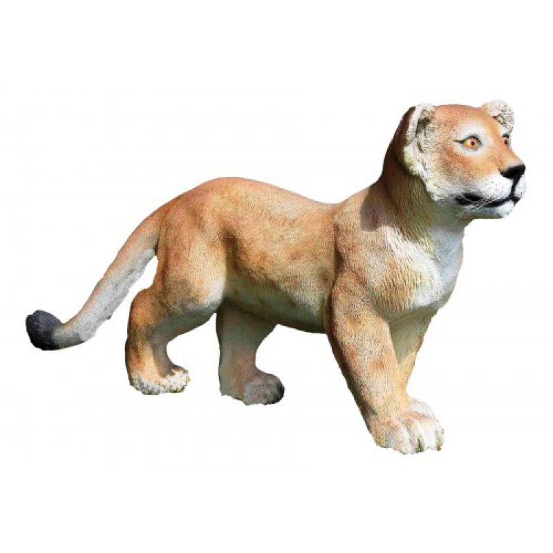Lion Cub Standing