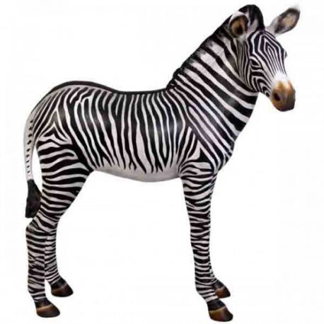 Mladá zebra