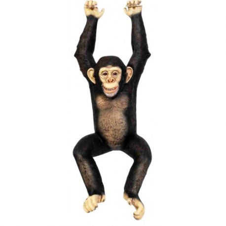 Hängender Schimpanse