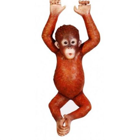 Wiszący młody orangutan