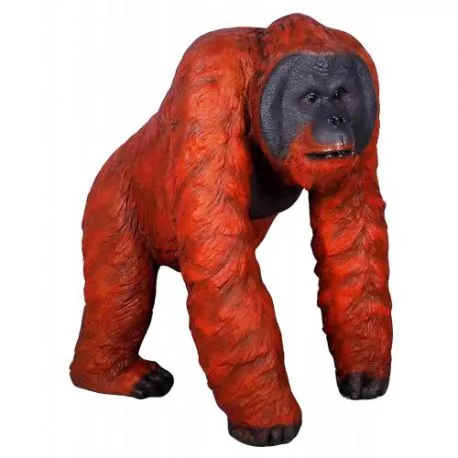 Spacerujący orangutan