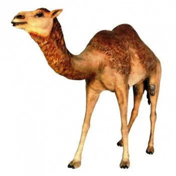 Dromedary Camel