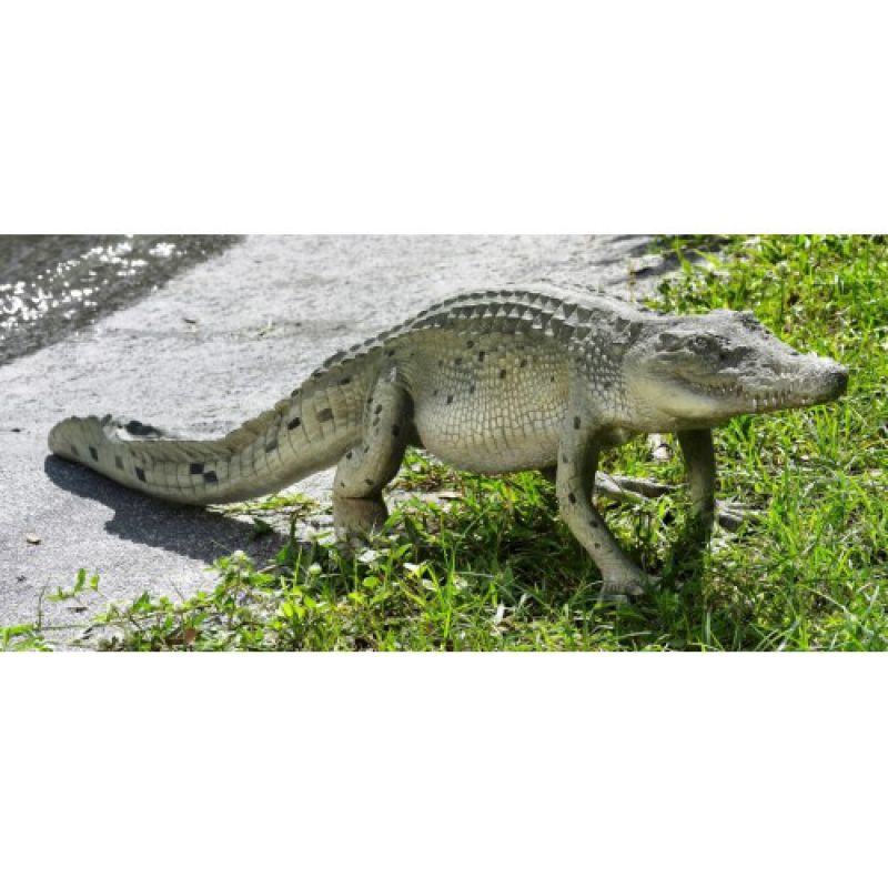Small Crocodile Walking