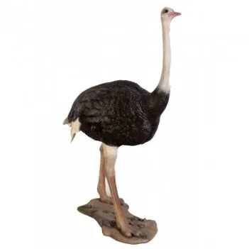 Ostrich