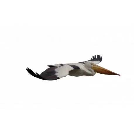 Floating Pelican
