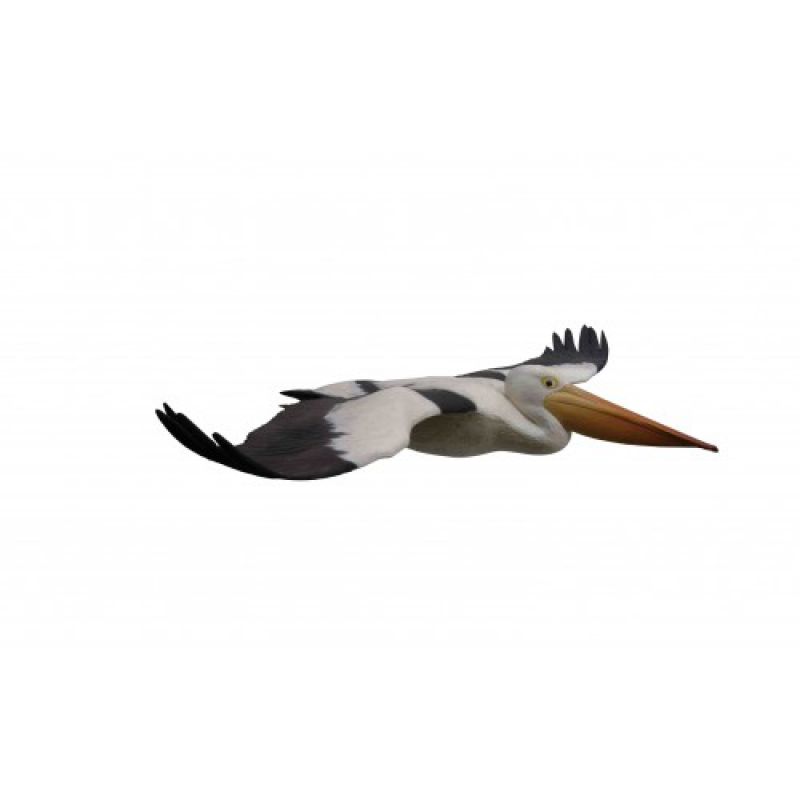 Fruwający pelikan