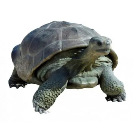 Żółw z Galapagos