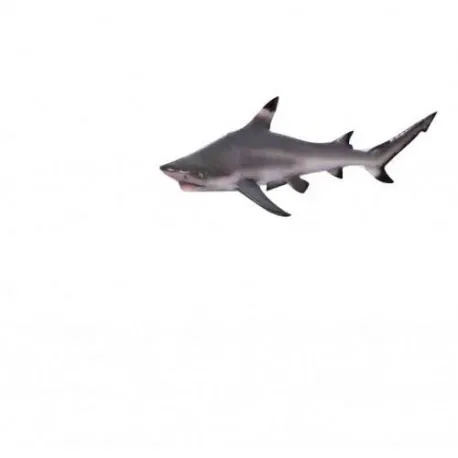 Un requin de récif