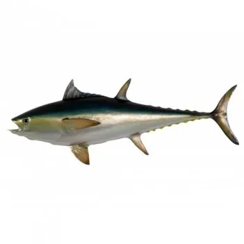 Bluefin Tuna