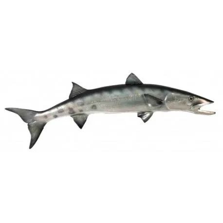 Barracuda