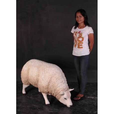 Texelská bílá ovce