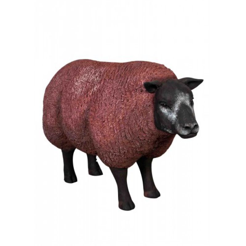 Brązowa owca Texel