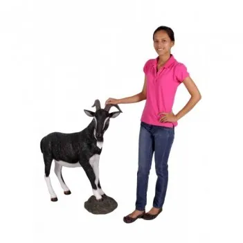 Schwarze und weiße Ziege