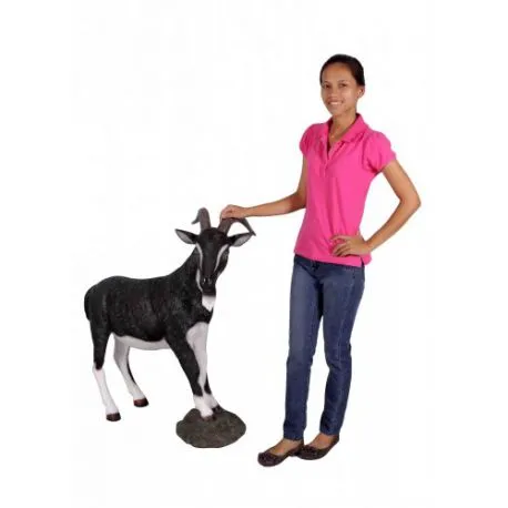 Black and White Billy Goat