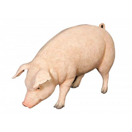 Porc