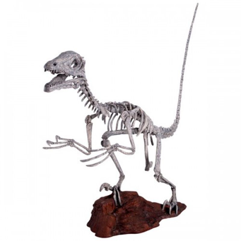 Deinonychus, Skeleton