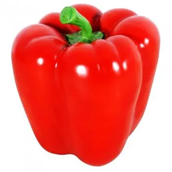 Velká červená paprika