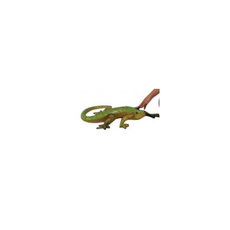 Petit Gecko