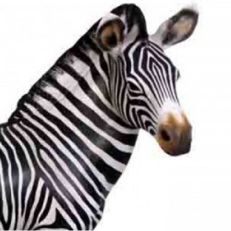 Mladá zebra