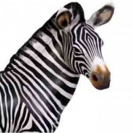 Zebra -źrebię