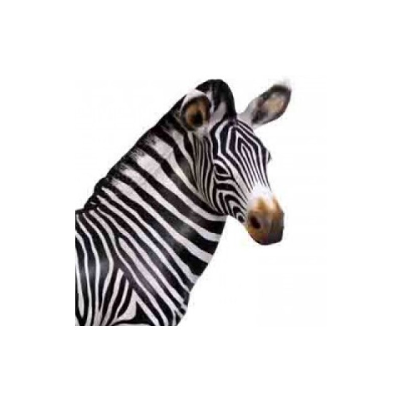 Mladá zebra