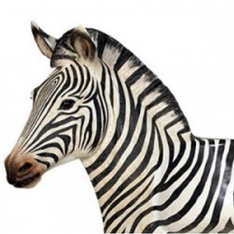 Sedící zebra