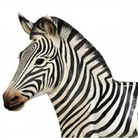 Siedząca zebra