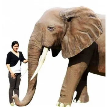 Éléphant d'Afrique