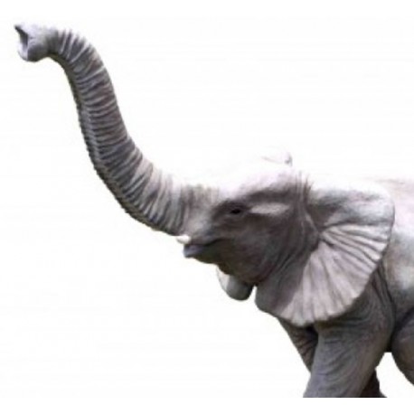 Spacerujące słoniątko