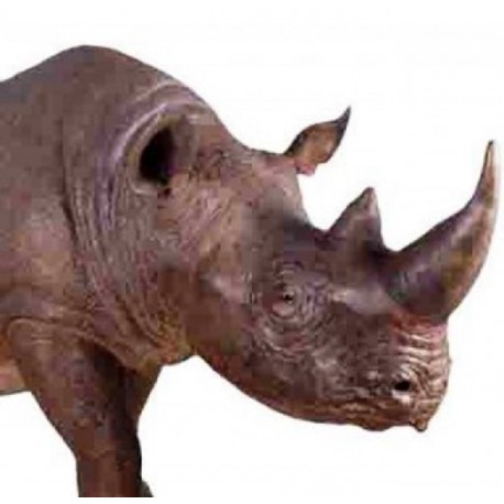 Nosorożec czarny