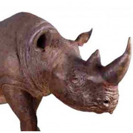 Rhinocéros noir