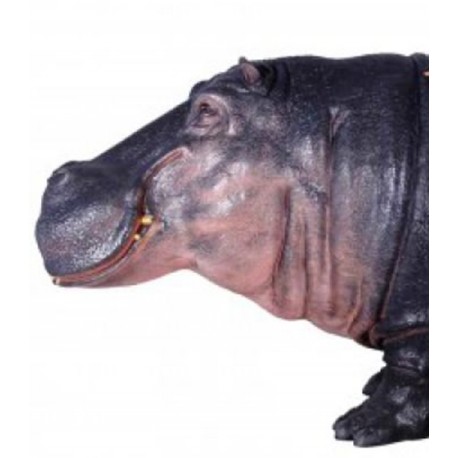 Hippopotame