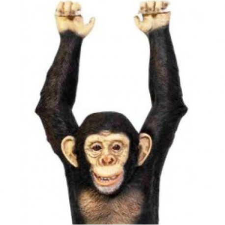 Chimpanzé suspendu