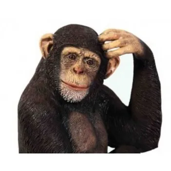 Шимпаны