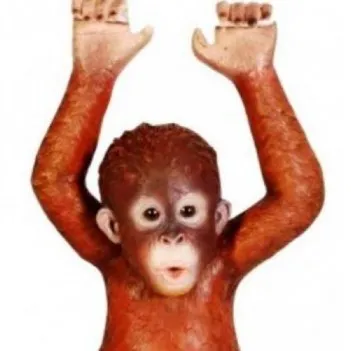 Висячий молодой орангутанг