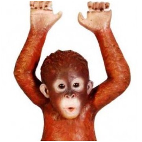 Visací mladý orangutan