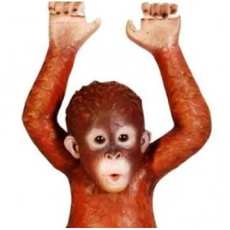 Wiszący młody orangutan