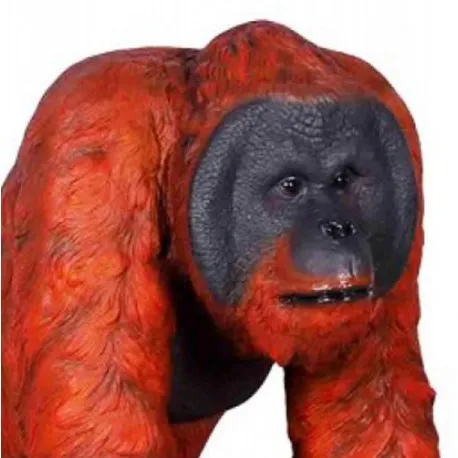 Spacerujący orangutan