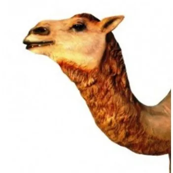 Dromedary Camel