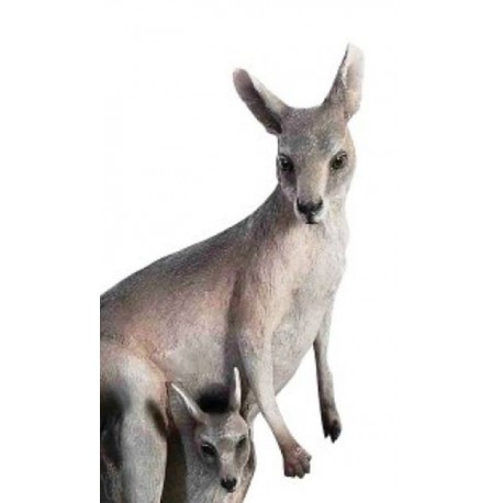 Kangourou avec petit