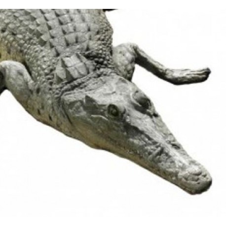 Un crocodile au repos