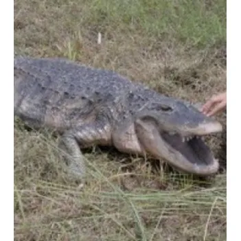 Un grand alligator américain